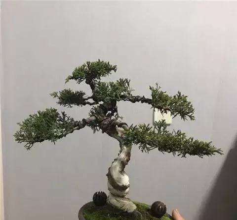 怎么养护罗汉松盆景的3个方法