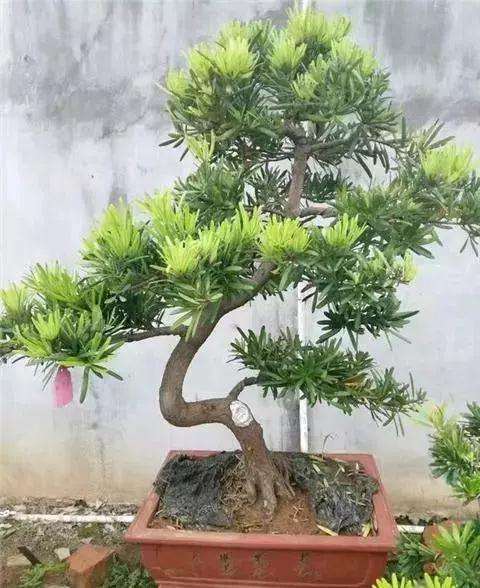 怎么养护罗汉松盆景的3个方法