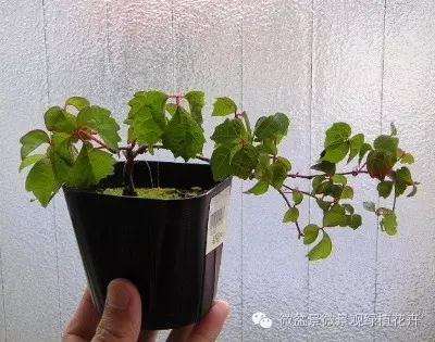 怎么制作微星盆景的方法