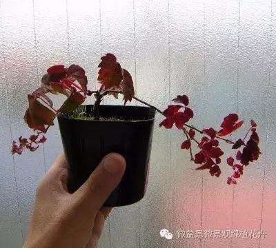 怎么制作微星盆景的方法