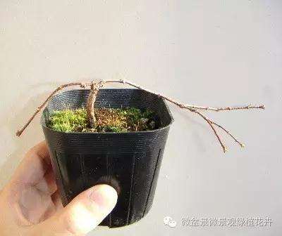 怎么制作微星盆景的方法