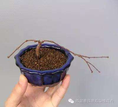 怎么制作微星盆景的方法