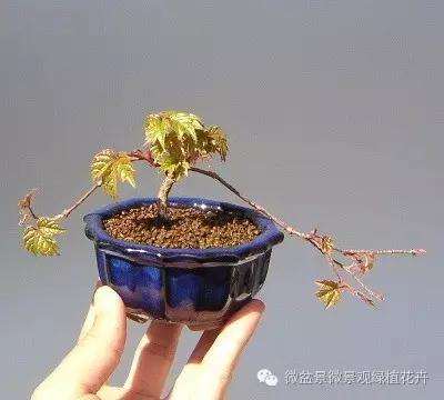 怎么制作微星盆景的方法