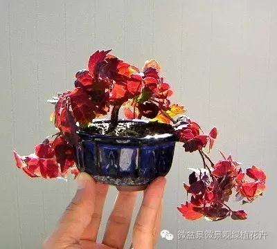 怎么制作微星盆景的方法