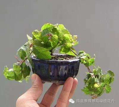 怎么制作微星盆景的方法