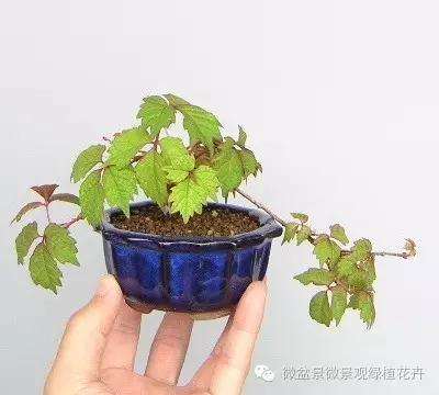 怎么制作微星盆景的方法