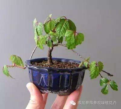 怎么制作微星盆景的方法