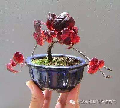 怎么制作微星盆景的方法