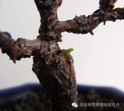 怎么制作微星盆景的方法