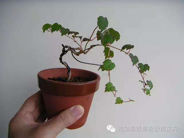 怎么制作微星盆景的方法