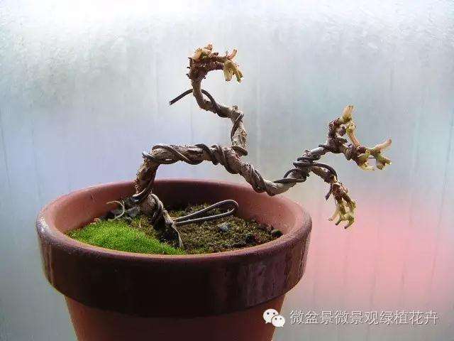 怎么制作微星盆景的方法