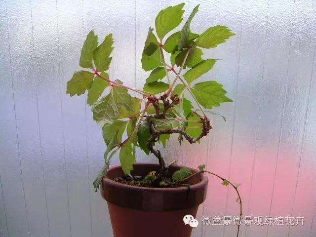 怎么制作微星盆景的方法