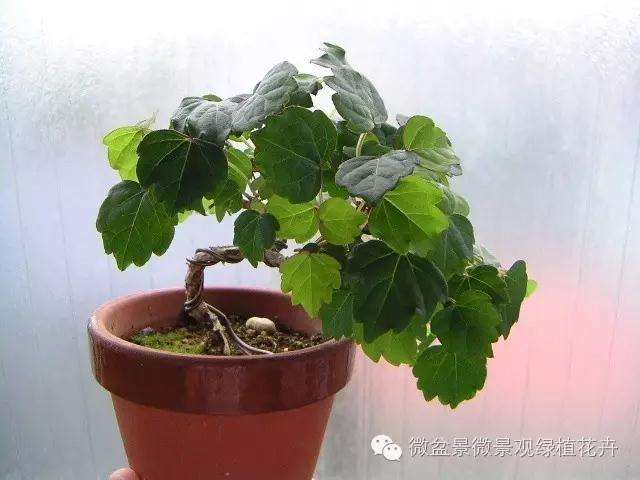 怎么制作微星盆景的方法