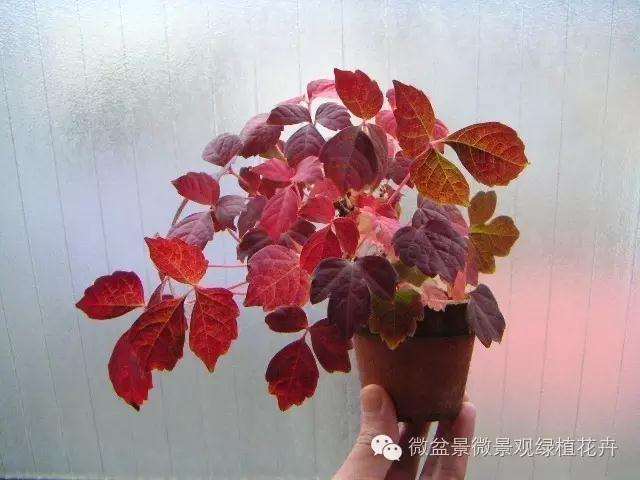 怎么制作微星盆景的方法