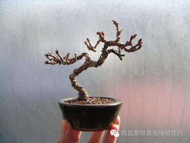 怎么制作微星盆景的方法
