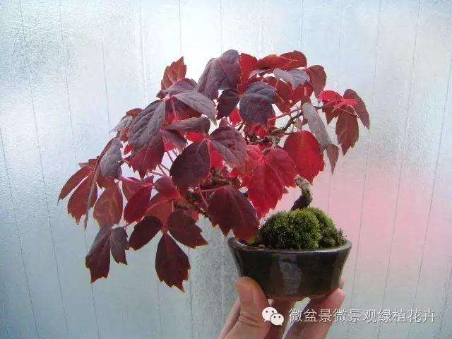 怎么制作微星盆景的方法