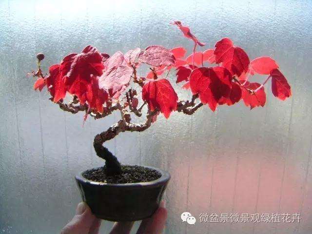 怎么制作微星盆景的方法