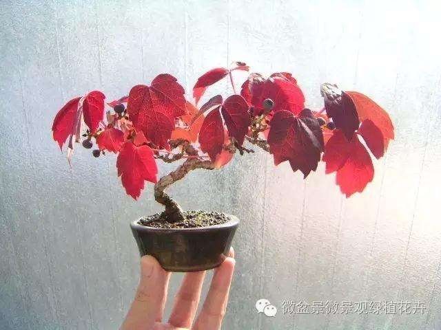 怎么制作微星盆景的方法