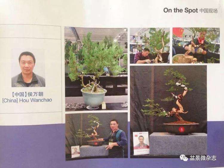 侯万朝的盆景艺术