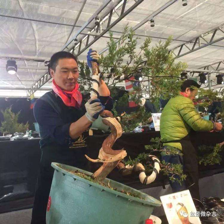 侯万朝的盆景艺术