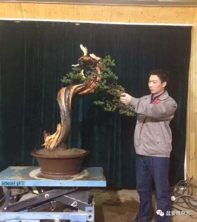 侯万朝的盆景艺术