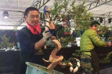 第八期 中国盆景中生代 侯万朝的盆景艺术