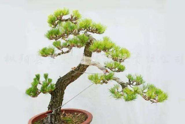 怎样给黑松小苗盆景蟠扎造型