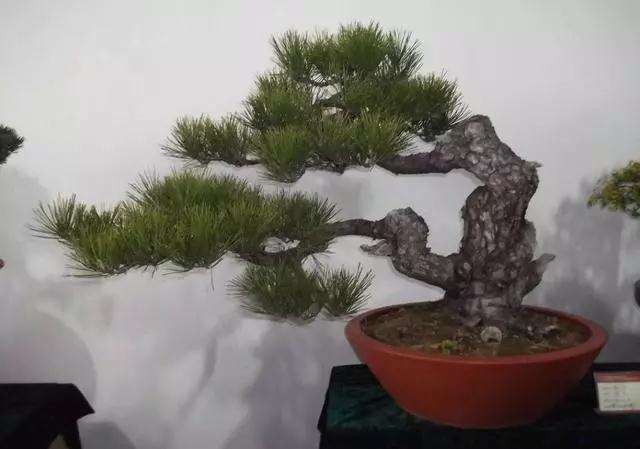 为何选择黑松制作微盆景