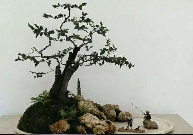 老桩黑檀盆景换盆洗根能成活吗