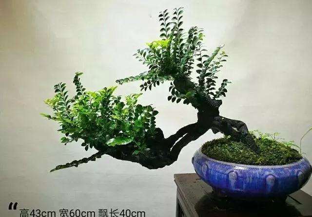 老桩黑檀盆景换盆洗根能成活吗