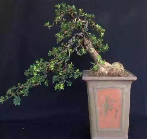 种植珍珠罗汉松盆景前景怎样