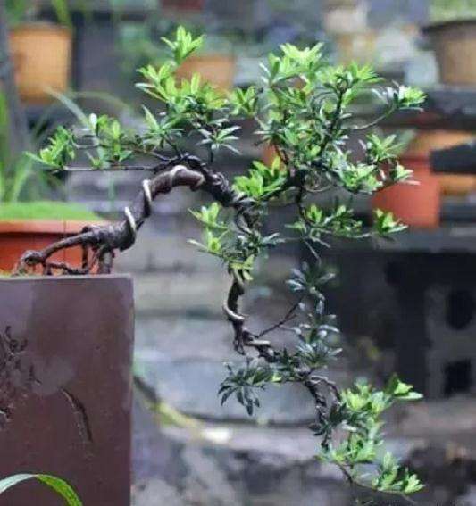 种植珍珠罗汉松盆景前景怎样