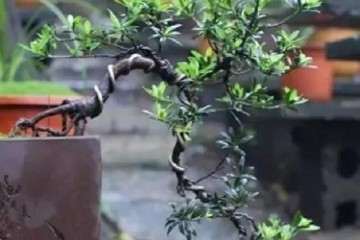 种植珍珠罗汉松盆景前景怎样