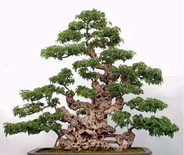 树桩盆景怎么修剪的3个方法