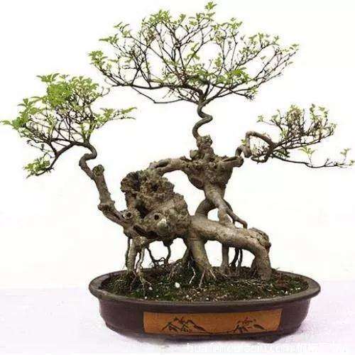 春季树桩盆景怎么施肥浇水的方法