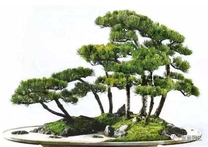 学盆景制作应遵循什么原则