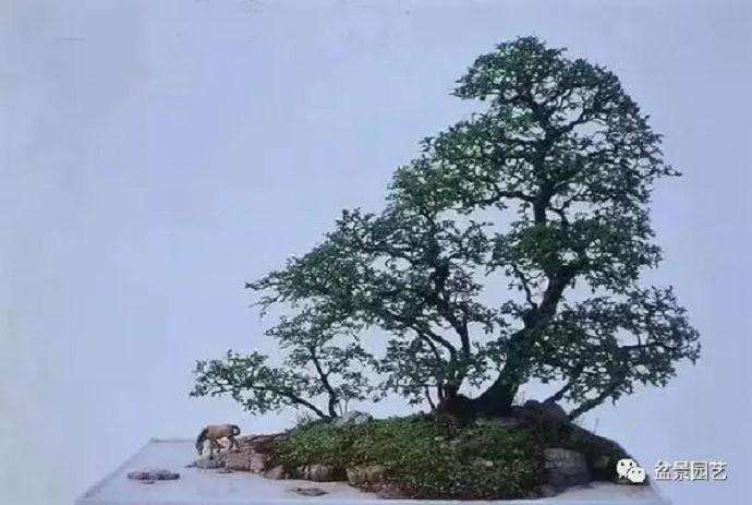 学盆景制作应遵循什么原则