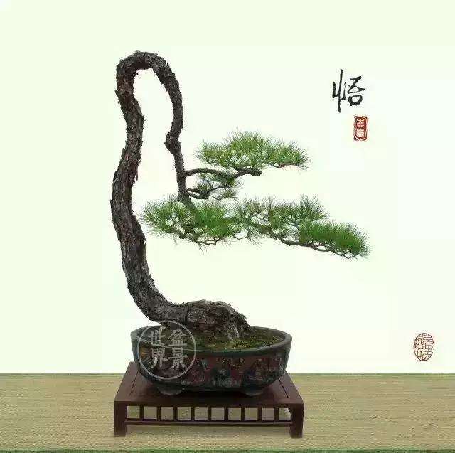 岭南派盆景大师莅临金骆驼艺术馆