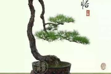 岭南派盆景大师莅临金骆驼艺术馆