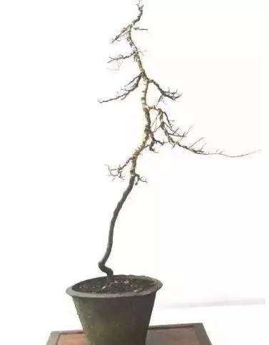 榔榆文人树盆景的创作体会