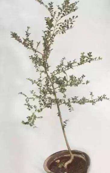 榔榆文人树盆景的创作体会