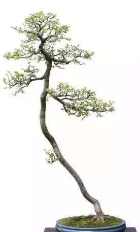 榔榆文人树盆景的创作体会