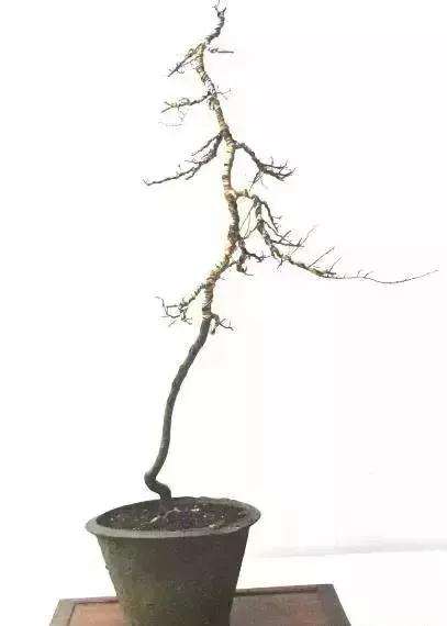 榔榆文人树盆景的创作体会