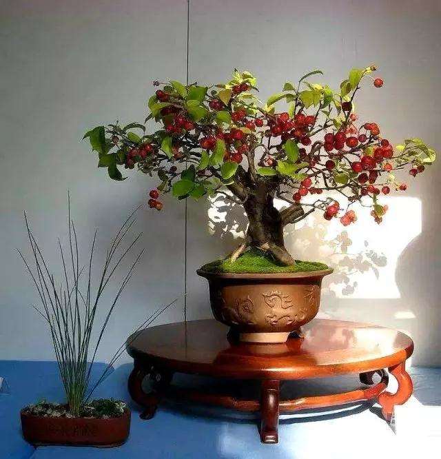 胡颓子盆景怎么养护的方法