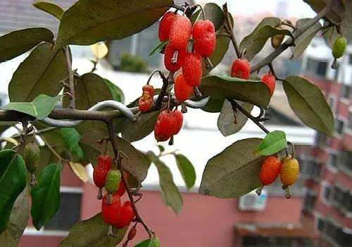 胡颓子盆景怎么养护的方法