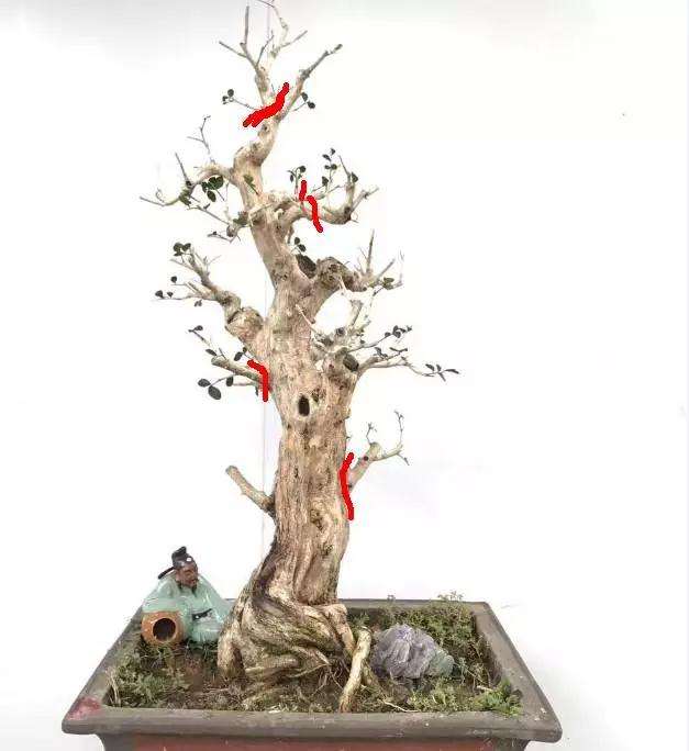 九里香盆景桩材怎么截干造型的方法