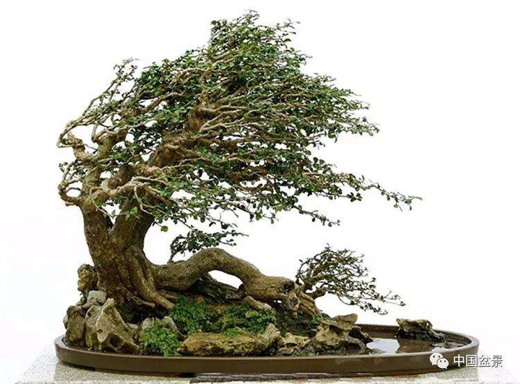 盆景动势怎么创作的方法和途径
