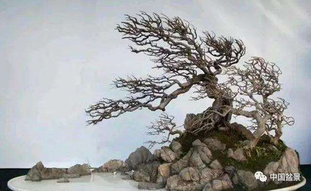 盆景动势怎么创作的方法和途径