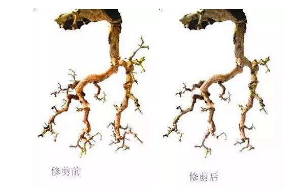 图解 岭南盆景怎么一枝成景的方法