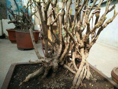 迎春盆景怎么整姿加工的方法